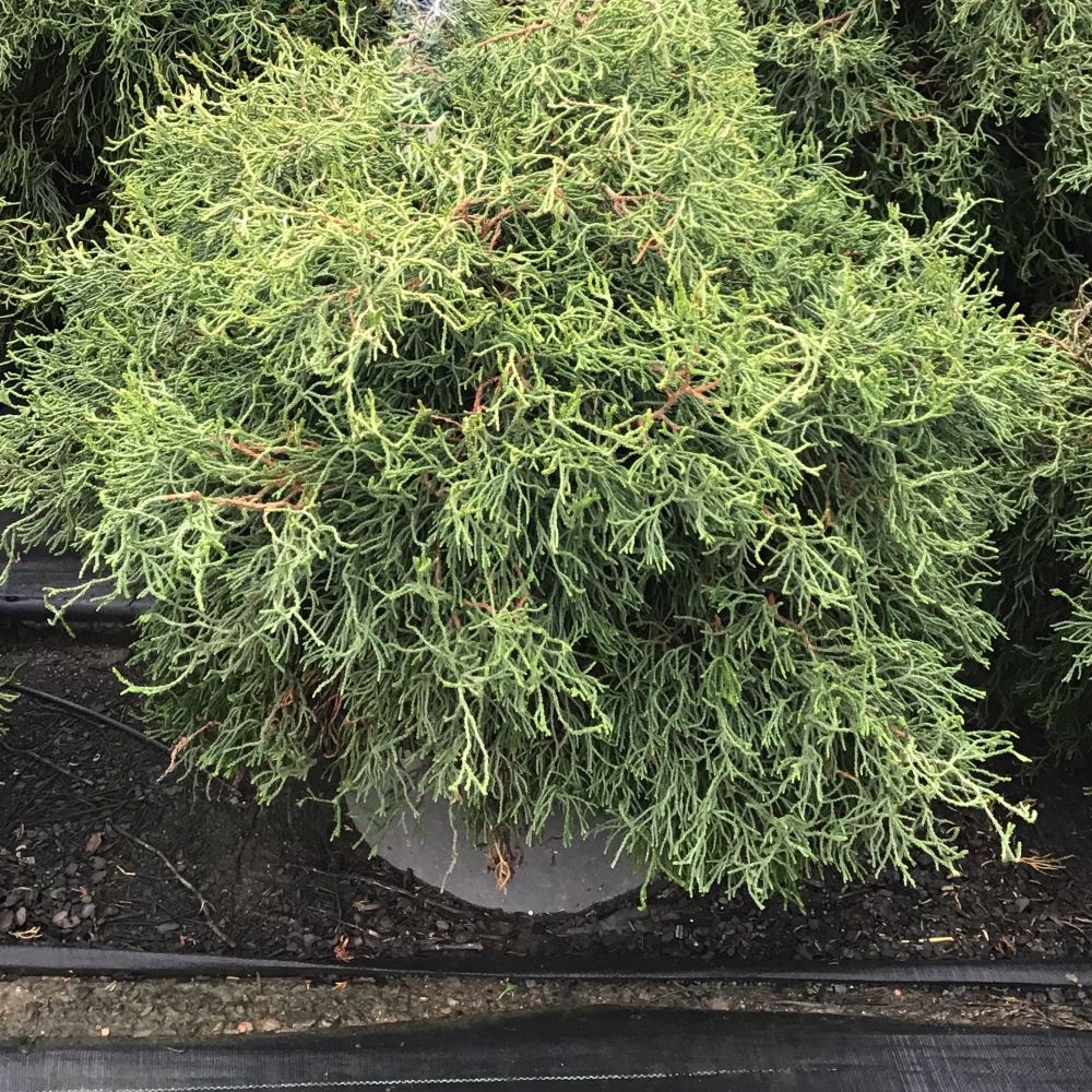 Contorta Hinoki Falsecypress (CHAM. OBTUSA CONTORTA)