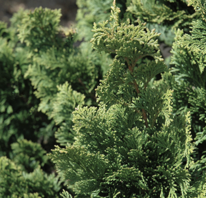 Wells Special Hinoki Cypress (CHAM. OBTUSA WELLS)