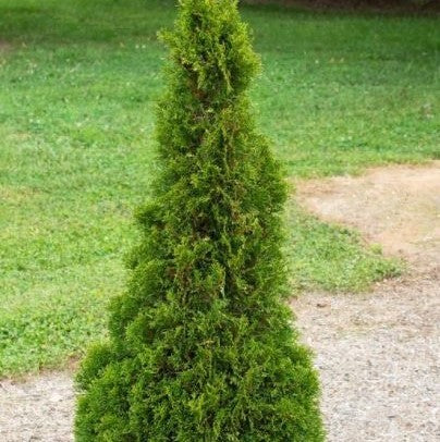 Emerald Petite Aborvitae (THUJA OCC. EMERALD PETITE)