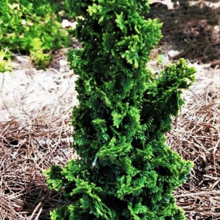 Primo™ Arborvitae (THUJA OCC. PRIMO)