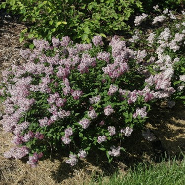 Baby Kim® Lilac (SYRINGA PATULA BABY KIM)