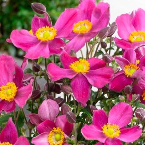 Red Riding Hood Windflower (ANEMONE FANTASY RED RIDING HOOD)