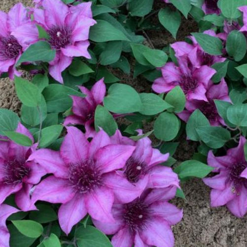 Elodi™ Clematis (CLEMATIS ELODI TRAILING)