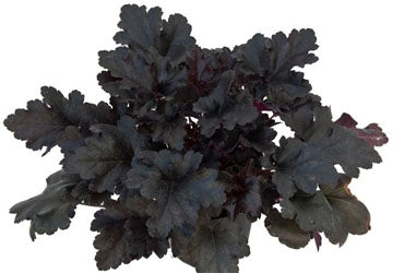 Primo® 'Black Pearl' Coral Bells
(HEUCHERA BLACK PEARL)