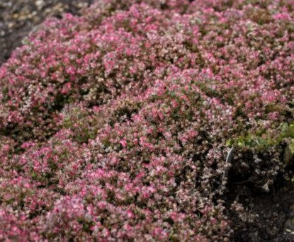 Steel the Show Stonecrop (SEDUM STEEL THE SHOW)