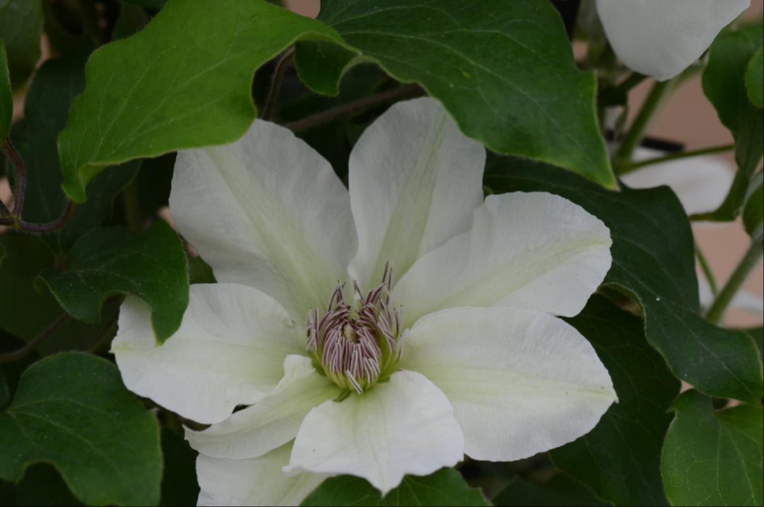 Kitty™ Clematis (CLEMATIS KITTY)