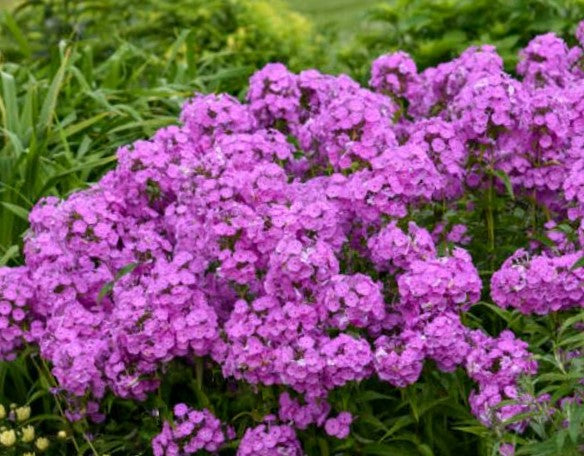 Fashionably Early Flamingo Phlox (PHLOX PAN. EARLY FLAMINGO)