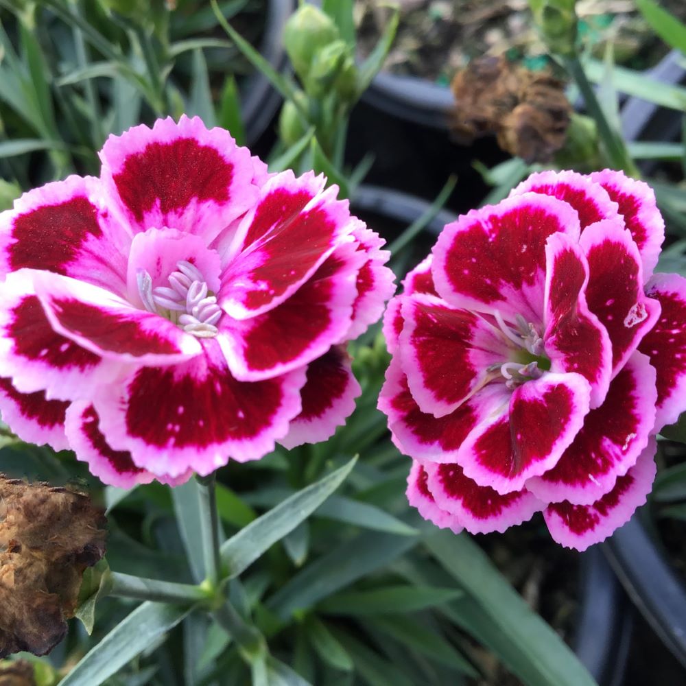 Dianthus Purple Bicolor Pinks (DIANTHUS DELILAH PURPLE BICOLOR)