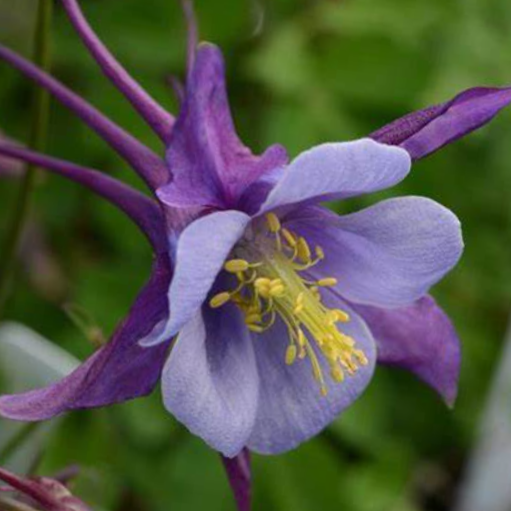 Purple Blue Colmbine (AQUILEGIA EARLYBIRD™ PURPLE BLUE)