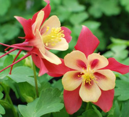 EarlyBird™ Red Yellow Columbine (AQUILEGIA EARLYBIRD RED YELLOW)