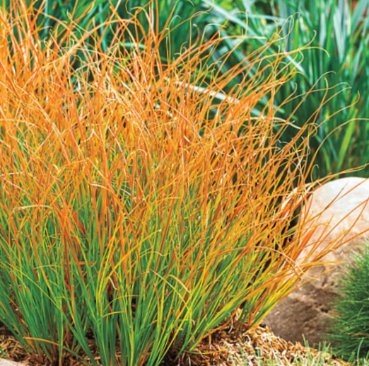 Carex Prairie Fire (GRASS - CAREX PRAIRIE FIRE)