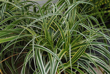 Feather Falls Sedge (GRASS - CAREX FEATHER FALLS)