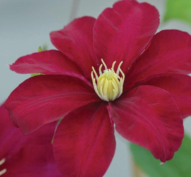 Issey™ Clematis (CLEMATIS ISSEY)