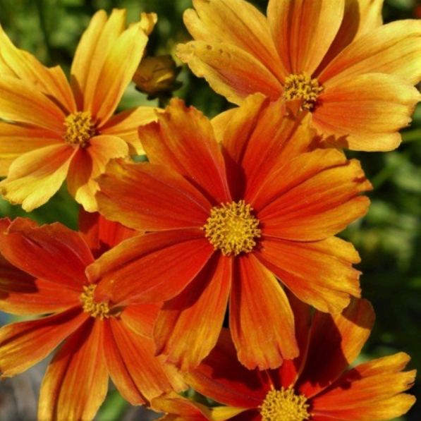 Coreopsis Lil Bang™ Darling Clemantine (COREOPSIS X LIL BANG DARLING CLEMANTINE)