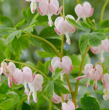 Pale Pink Bleeding Heart (DICENTRA SPEC. CUPID®)