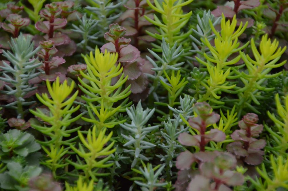 Flaming Carpet™ Catawba Stonecrop (SEDUM FLAMING CARPET CATAWBA)
