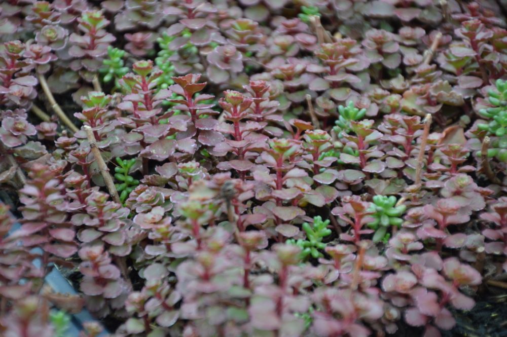 Flaming Carpet™ Merlot Stonecrop (SEDUM FLAMING CARPET MERLOT)