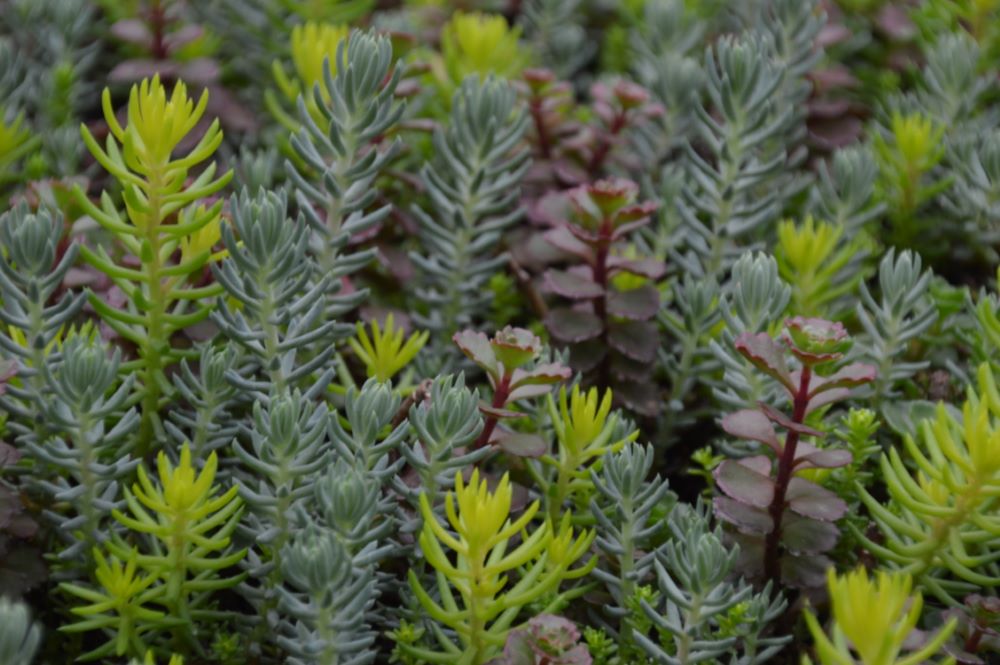 Flaming Carpet™ Sangria Stonecrop (SEDUM FLAMING CARPET SANGRIA)