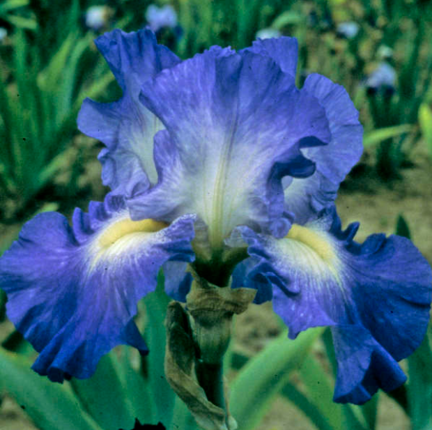 City Lights Reblooming Bearded Iris (IRIS GERMANICA CITY LIGHTS)