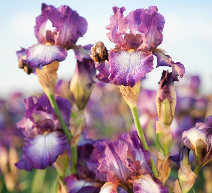 Iris Wine Festival (IRIS GERMANICA WINE FESTIVAL)