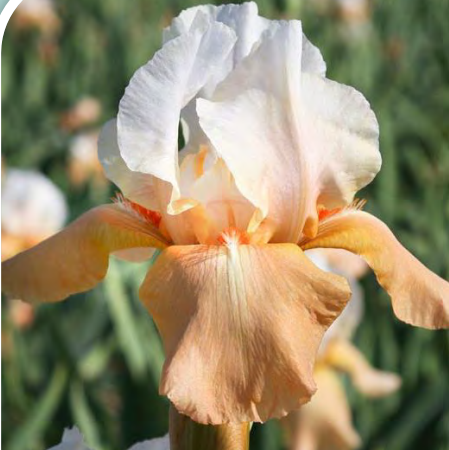 Invitation Bearded Iris (IRIS GERMANICA INVITATION)