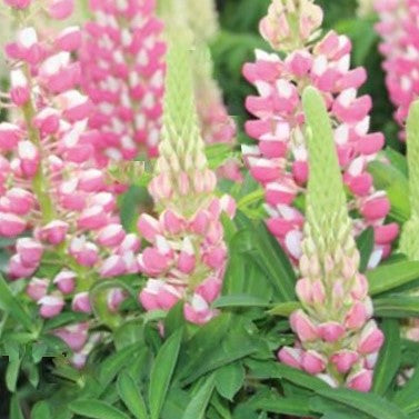 Staircase™ Lupine Rose White (LUPINUS STAIRCASE™ ROSE & WHITE)