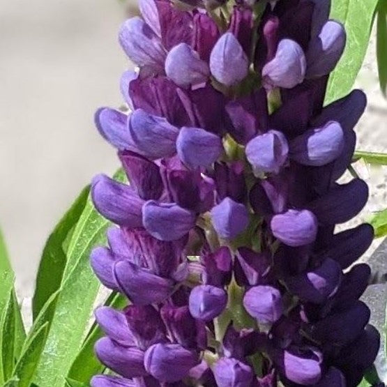 Staircase™ Blue Lupine (LUPINUS STAIRCASE™ BLUE)