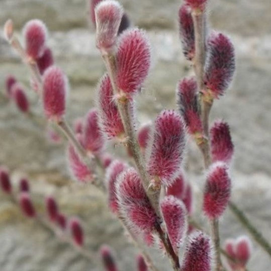 Mount Aso Pussy Willow
(SALIX G. MOUNT ASO)