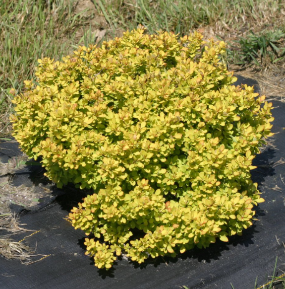 Sunjoy® Mini Saffron Barberry (BERBERIS THUN. SUNJOY® MINI SAFFRON)