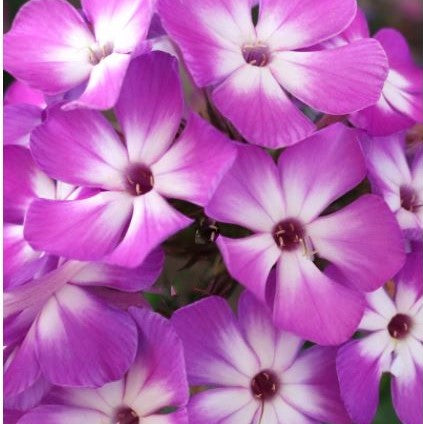 Flame® Pro Purple Garden Phlox (PHLOX PAN. FLAME PRO PURPLE)