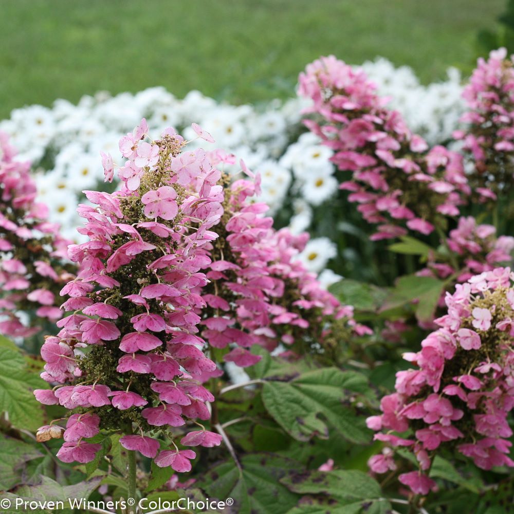 Gatsby Pink® Oakleaf hydrangea (HYDRANGEA QU. GATSBY PINK)