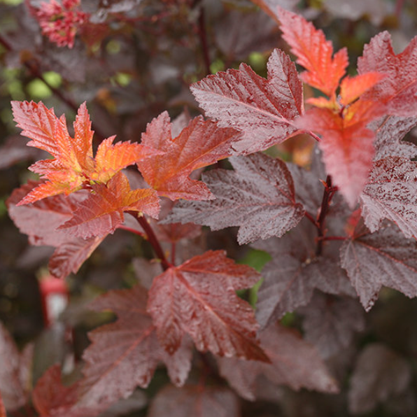 Ginger Wine® Ninebark (PHYSOCARPUS O. GINGER WINE)