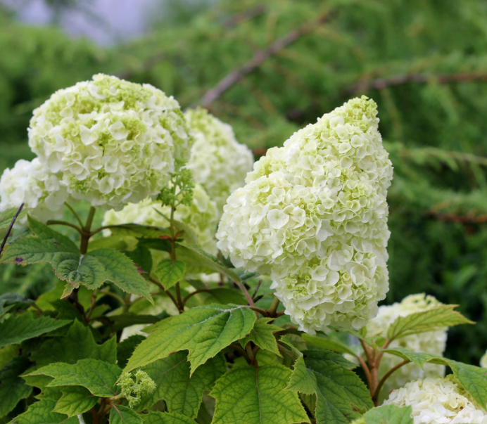 Gatsby Moon® Oakleaf hydrangea (HYDRANGEA QU. GATSBY MOON)
