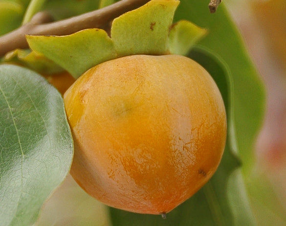 American Persimmon (DIOSPYROS VIRGINIANA)