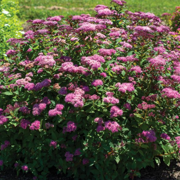Empire® Ice Dragon™ Spiraea (SPIRAEA EMPIRE ICE DRAGON)