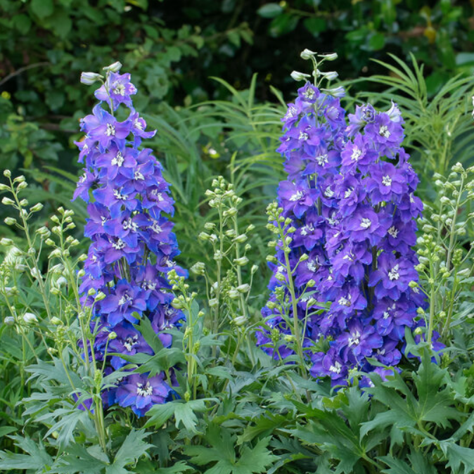 Glitzy larkspur (DELPHINIUM DEL GLITZY)