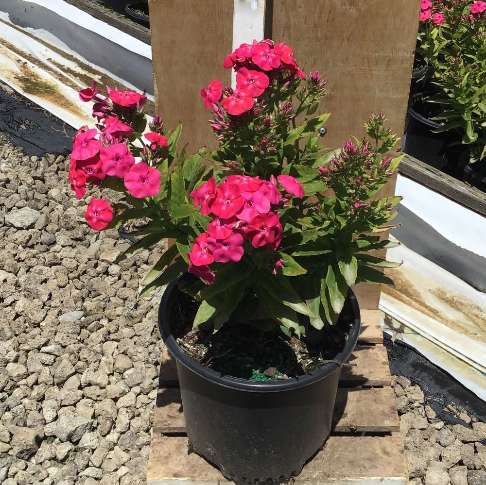 Flame® Pro Cerise Garden Phlox (PHLOX PAN. FLAME® PRO CERISE)