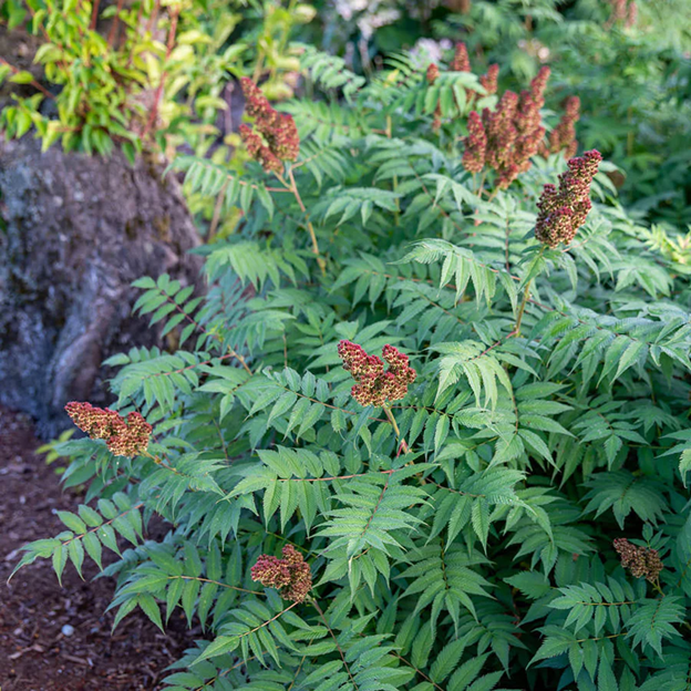Cherry On Top® Sorbaria (SORBARIA  CHERRY ON TOP)