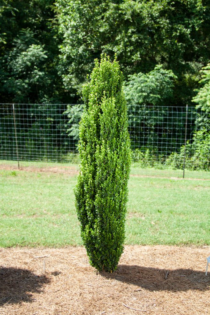 Straight & Narrow® Japanese Holly (ILEX CRENATA STRAIGHT AND NARROW)