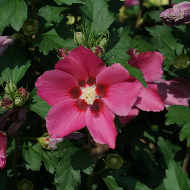 Paraplu Rouge® Rose of Sharon (HIBISCUS PARAPLU ROUGE)