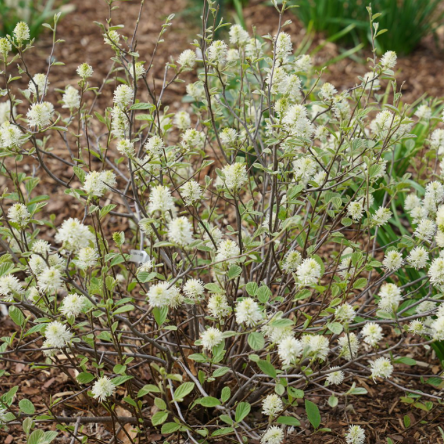 Legend of the Small® Bottlebrush (FOTHERGILLA X.I. LEGEND OF THE SMALL)
