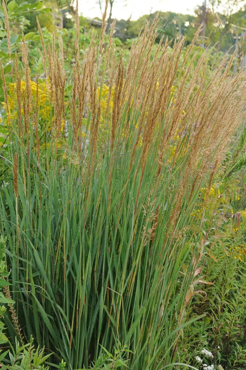 Indian Grass (GRASS - SORG. NUTANS INDIANGRASS)