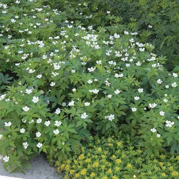 Canada anemone (ANEMONE CANADENSIS)