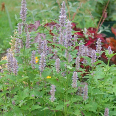 Anise Hyssop (AGASTACHE FOENICULUM)