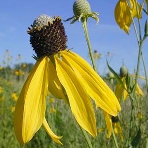 Prairie Coneflower (RATIBIDA PINNATA)