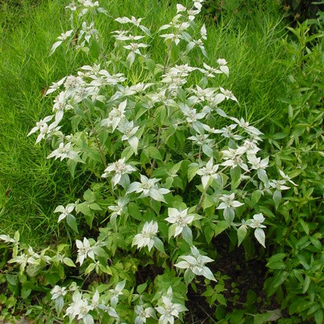 Short Toothed Mountain Mint (PYCNANTHEMUM MUTICUM)