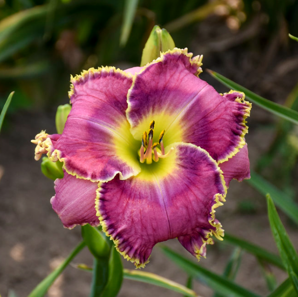 Raspberry Eclipse Daylily (HEM T.A.N. RASPBERRY ECLIPSE)