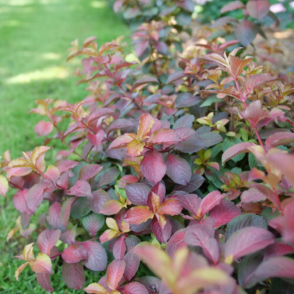 Midnight Sun™ Reblooming Weigela (WEIGELA MIDNIGHT SUN)