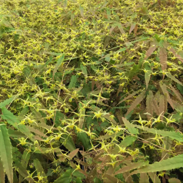 Spine Tingler Barrenwort (EPIMEDIUM SPINE TINGLER)