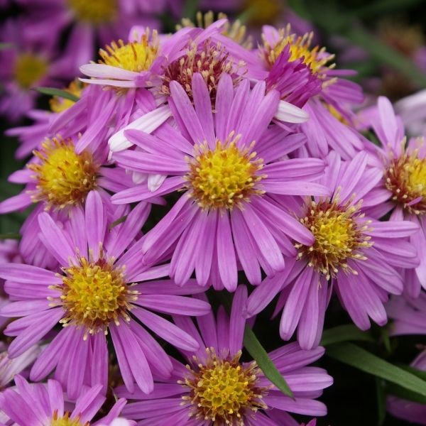Woods Pink Aster (ASTER WOODS PINK)